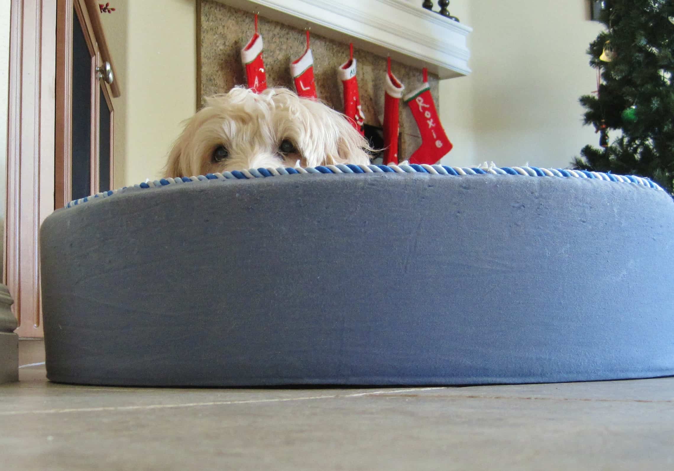 A fluffy dog peering out of a round dog bed.