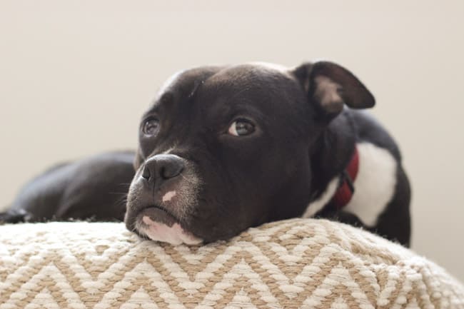 A dog laying on a fabric ottoman.