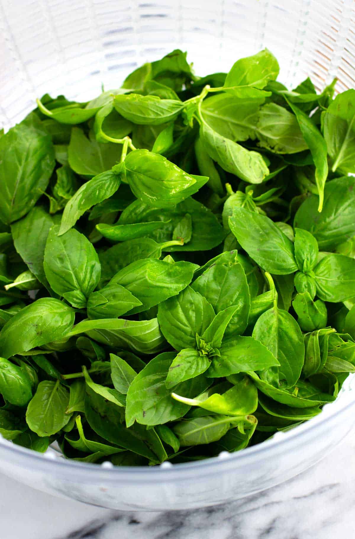 A salad spinner filled with fresh basil leaves.