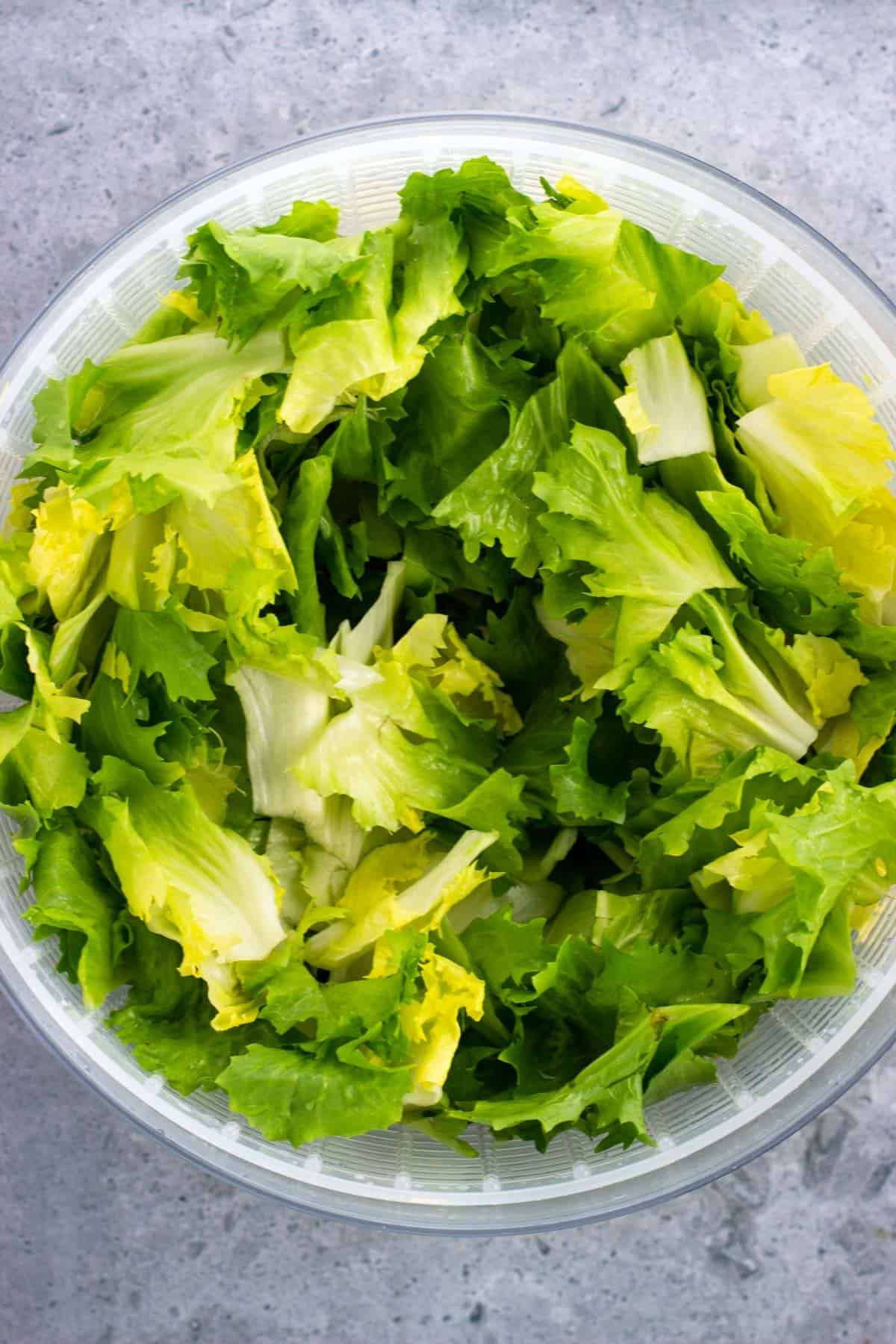 Chopped and rinsed escarole leaves in a salad spinner.